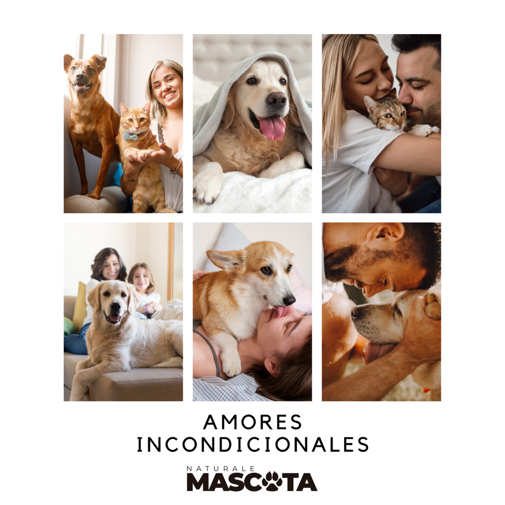 ¿Tu perro o gato está expuesto a químicos tóxicos? TEST