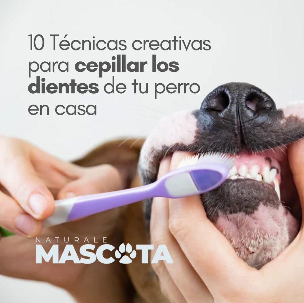 10 Técnicas creativas para cepillar los dientes de tu perro en casa/ DIENTES