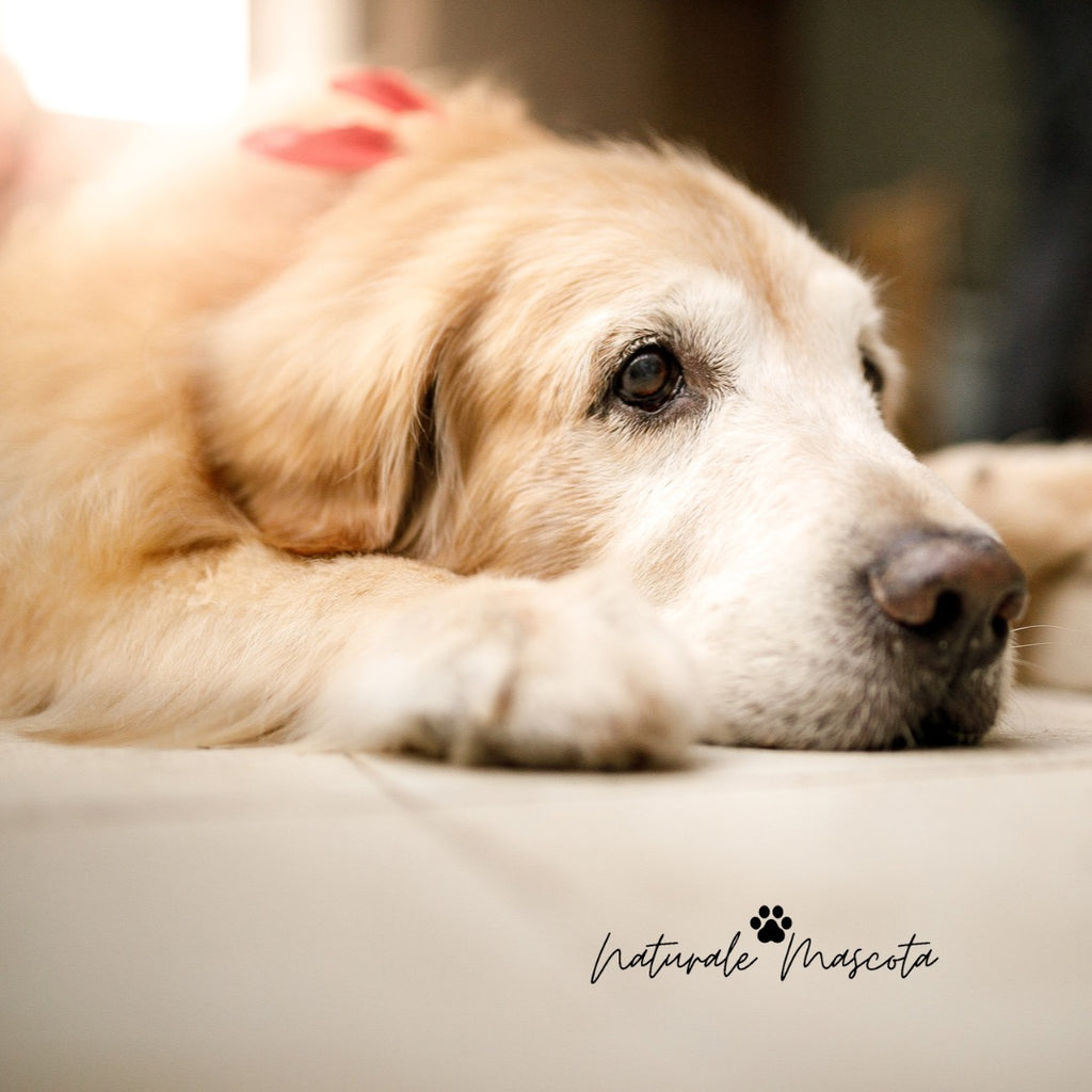 ¿Los perros pueden padecer depresión?