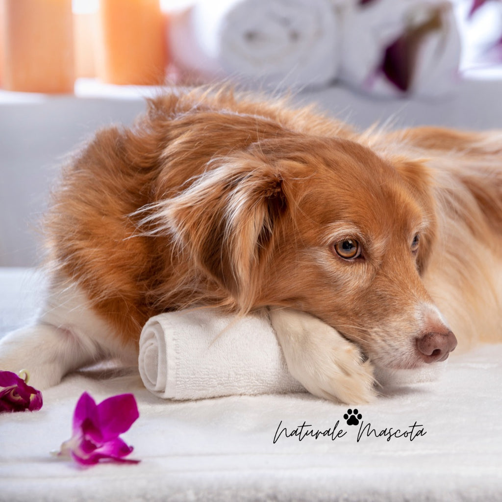 Los mejores productos naturales para el cuidado de tu mascota